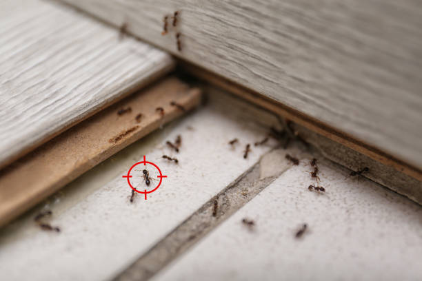 Best Ant Control Services  in Yardville, NJ