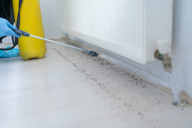 Wasp Removal Services in Yardville, NJ